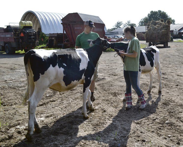 Showing livestock is a way of life